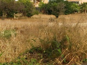 IMG_20160513_095854